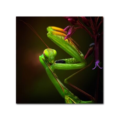 Trademark Fine Art Izidor Gasperlin 'Am I Cute' Canvas Art, 35x35 1X02070-C3535GG